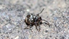 Mysmenidae