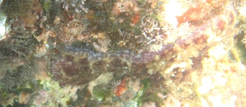 Octopodidae image