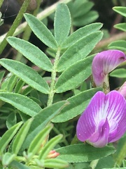 Astragalus bodinii