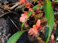 Impatiens verticillata