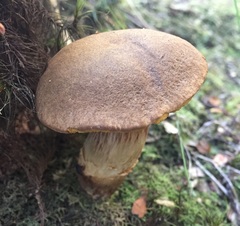 Xerocomus nothofagi
