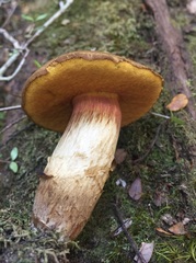 Xerocomus nothofagi