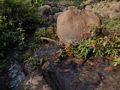 Impatiens verticillata