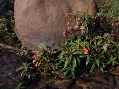 Impatiens verticillata