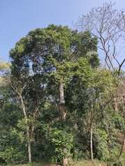 Vateria indica
