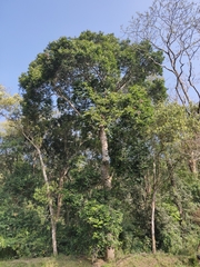 Vateria indica