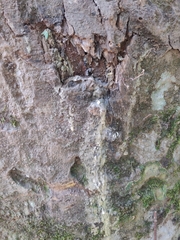Vateria indica