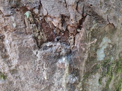 Vateria indica