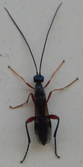 Ichneumonoidea