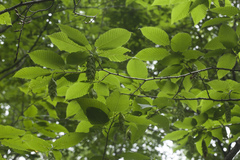 Carpinus cordata