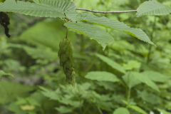 Carpinus cordata