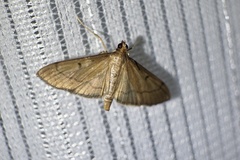 Bradina angustalis