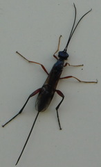 Ichneumonoidea
