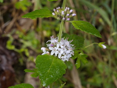 Mentha laxiflora