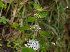 Mentha laxiflora