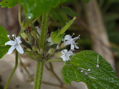 Mentha laxiflora