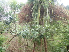 Metrosideros excelsa