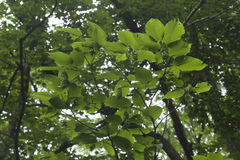Carpinus cordata