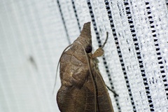Calyptra gruesa