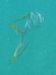 Trachinotus rhodopus