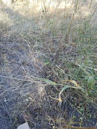 Panicum capillare iNat (3)