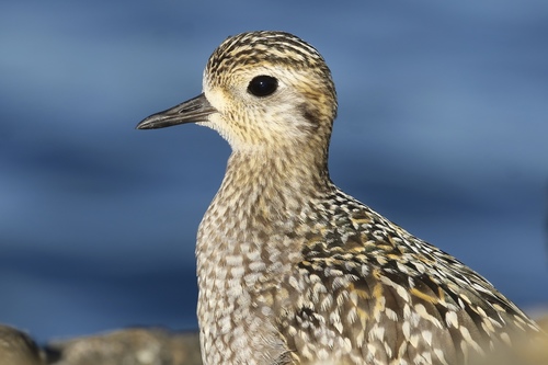 Pacific Golden-Plover