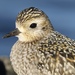 Pacific Golden-Plover - Photo (c) Liam Singh, some rights reserved (CC BY-NC)