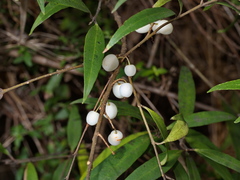 Notelaea ligustrina