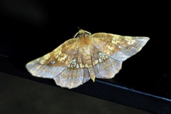 Garaeus specularis