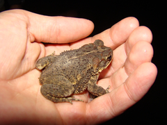 Incilius coccifer