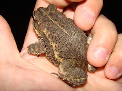 Incilius coccifer