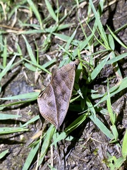 Calyptra gruesa