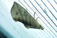 Calyptra gruesa
