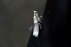 Addyme confusalis