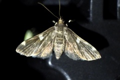 Piletocera aegimiusalis