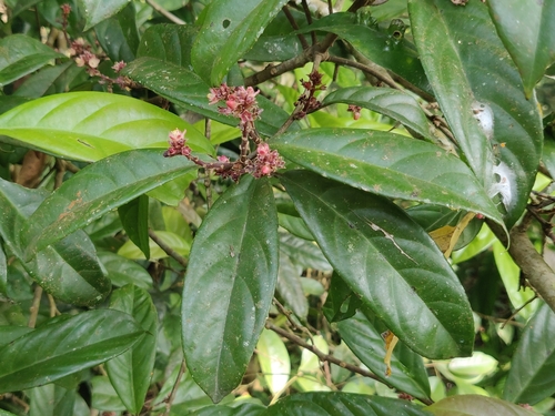 Symplocos macrophylla observed 2021-01-30