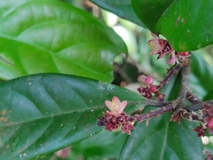 Symplocos macrophylla rosea
