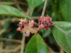 Symplocos macrophylla rosea