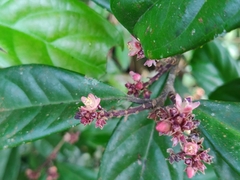 Symplocos macrophylla rosea