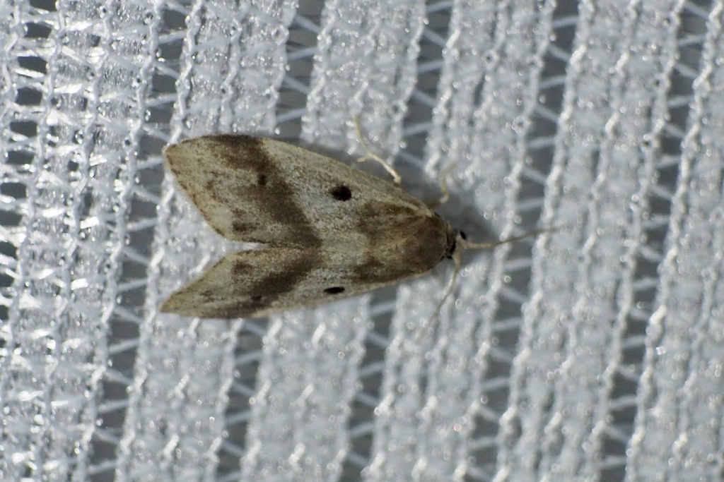 Philenora latifasciata
