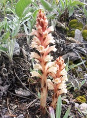 Orobanche kochii