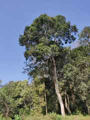 Vateria indica