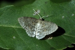 Hydrelia nisaria