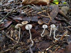 Myochromella boudieri