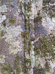 Vateria indica