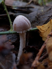 Coprinopsis canoceps