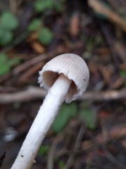 Coprinopsis canoceps
