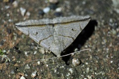 Zanclognatha griselda