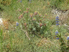 Lupinus stiversii