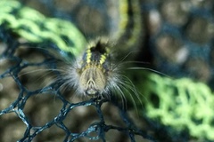 Euthrix albomaculata